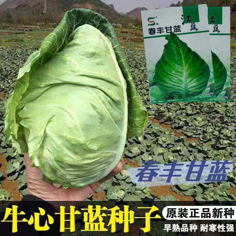 江蔬春丰牛心甘蓝种子包心菜卷心菜种籽高产抗病耐寒四季播蔬菜孑,鲜花速递/花卉仿真/绿植园艺,家庭园艺种子,淘宝优惠券,粉丝福利购,淘宝优惠卷