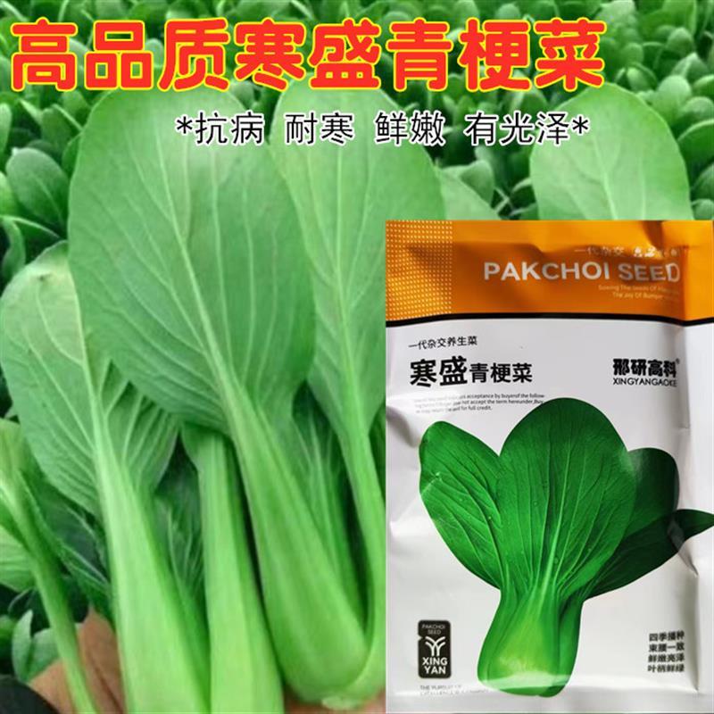 寒盛青梗菜小白菜种子抗病抗热耐寒耐雨四季播种可盆栽小青菜种籽