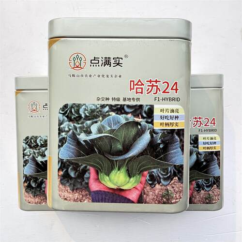 哈苏24苏州青种子较直立紧凑大头束腰青菜耐低温能力强耐贮运蔬菜
