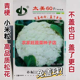 松花菜种子太美60免盖球青梗小米粒松花菜种子高品质花椰菜种子