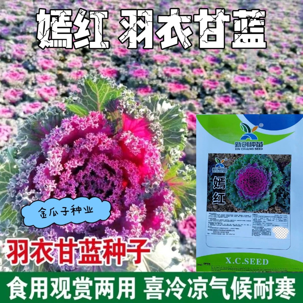 嫣红紫色羽衣甘蓝种子食