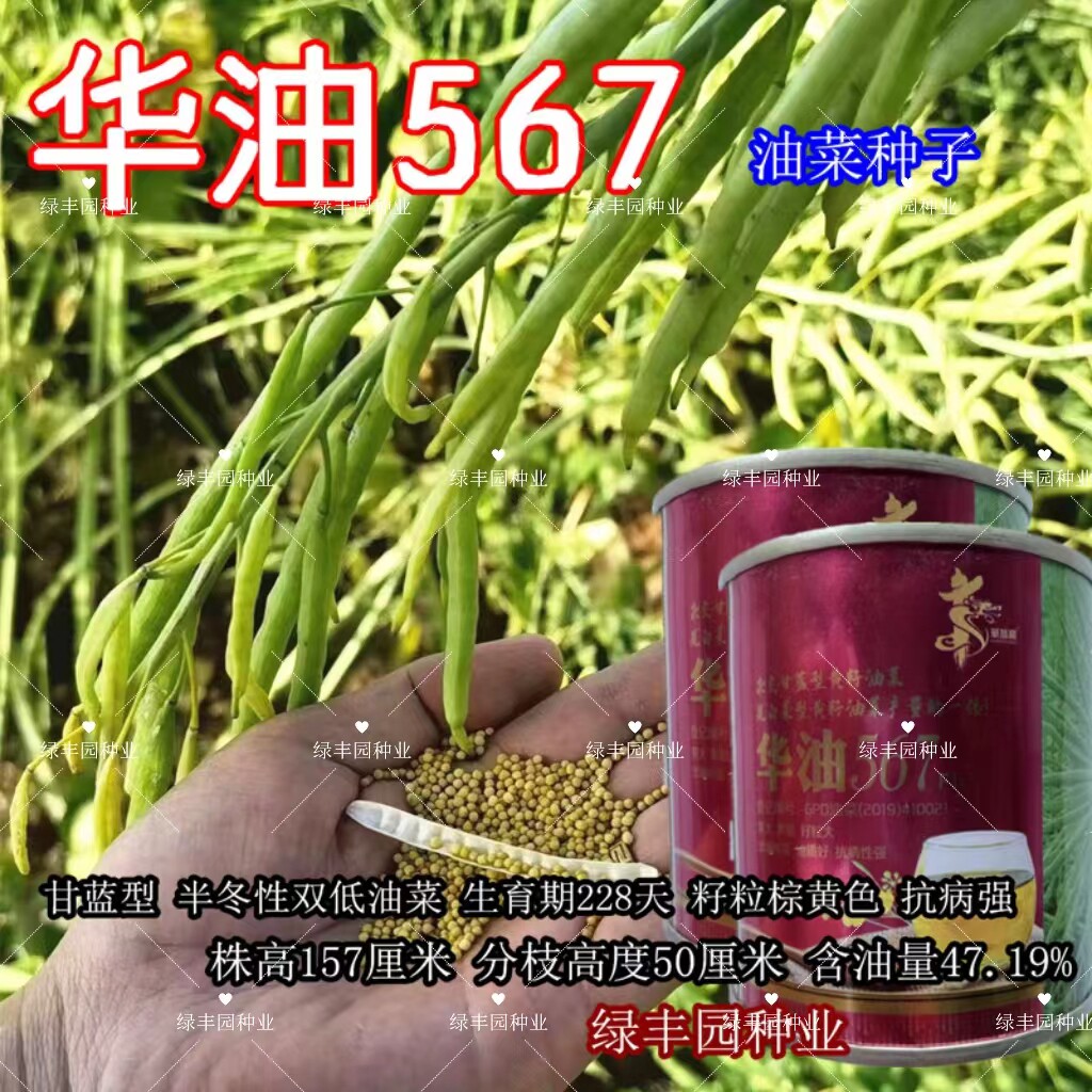 华油567黄油菜高产抗病抗倒矮杆