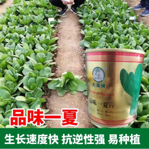 品味一夏罐装耐热湿青梗菜种子种籽夏季小青菜白菜四季蔬菜孑