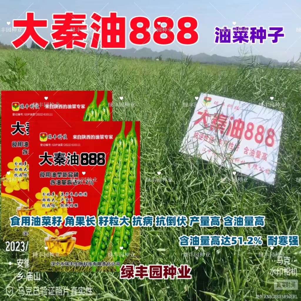 大秦油888油菜高产抗病抗倒矮杆