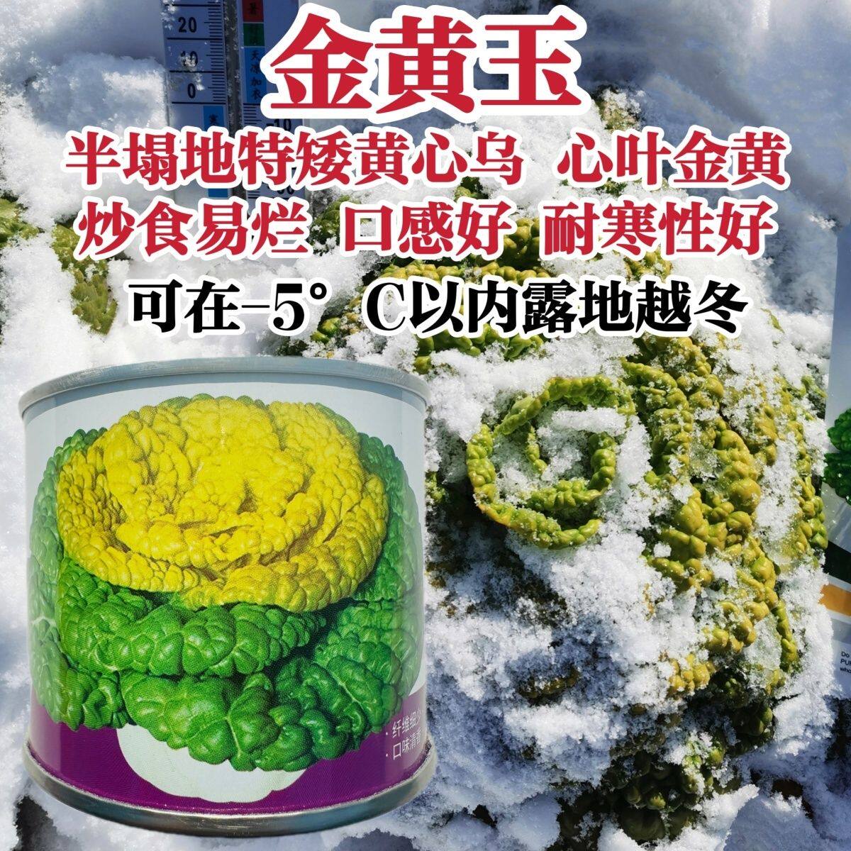 德赛金黄玉黄心乌种子特
