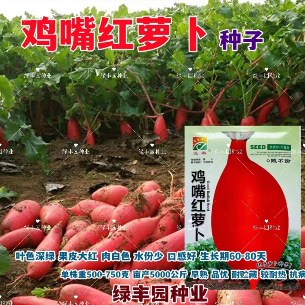 鸡嘴红萝卜种子 满身红徐州大红袍小五樱水萝卜籽 秋季播种蔬菜孑