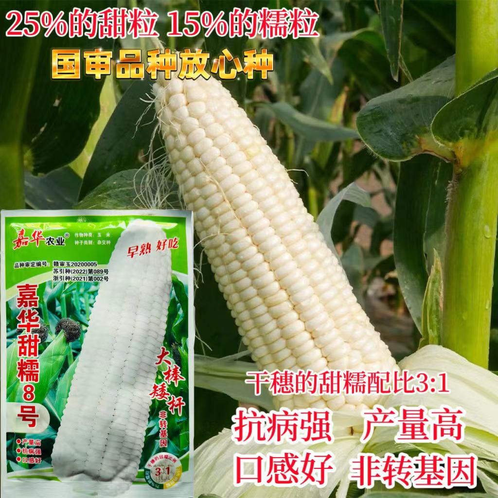 嘉华甜糯8号玉米种子矮杆早熟大棒形口感香甜加甜粘白玉米种籽