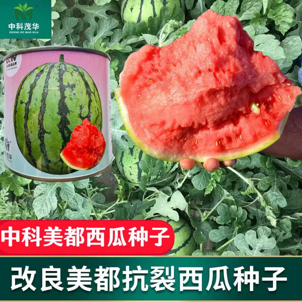 中科美都西瓜种子早熟高产甜圆形薄皮南汇8424大西瓜种籽孑抗裂强