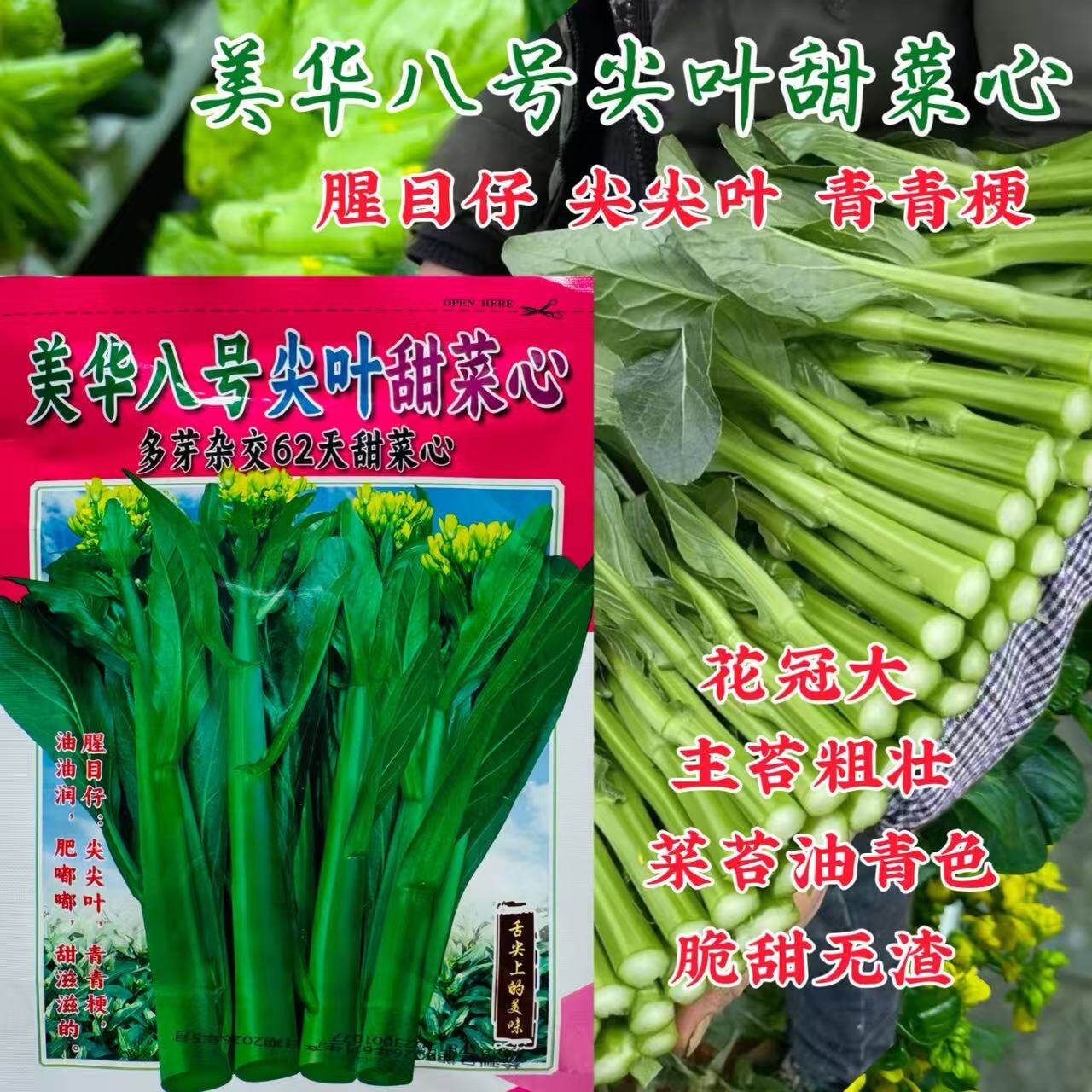美华八号尖叶甜菜心种子甜脆无渣多丫多次采收抗热杂交甜菜苔种籽