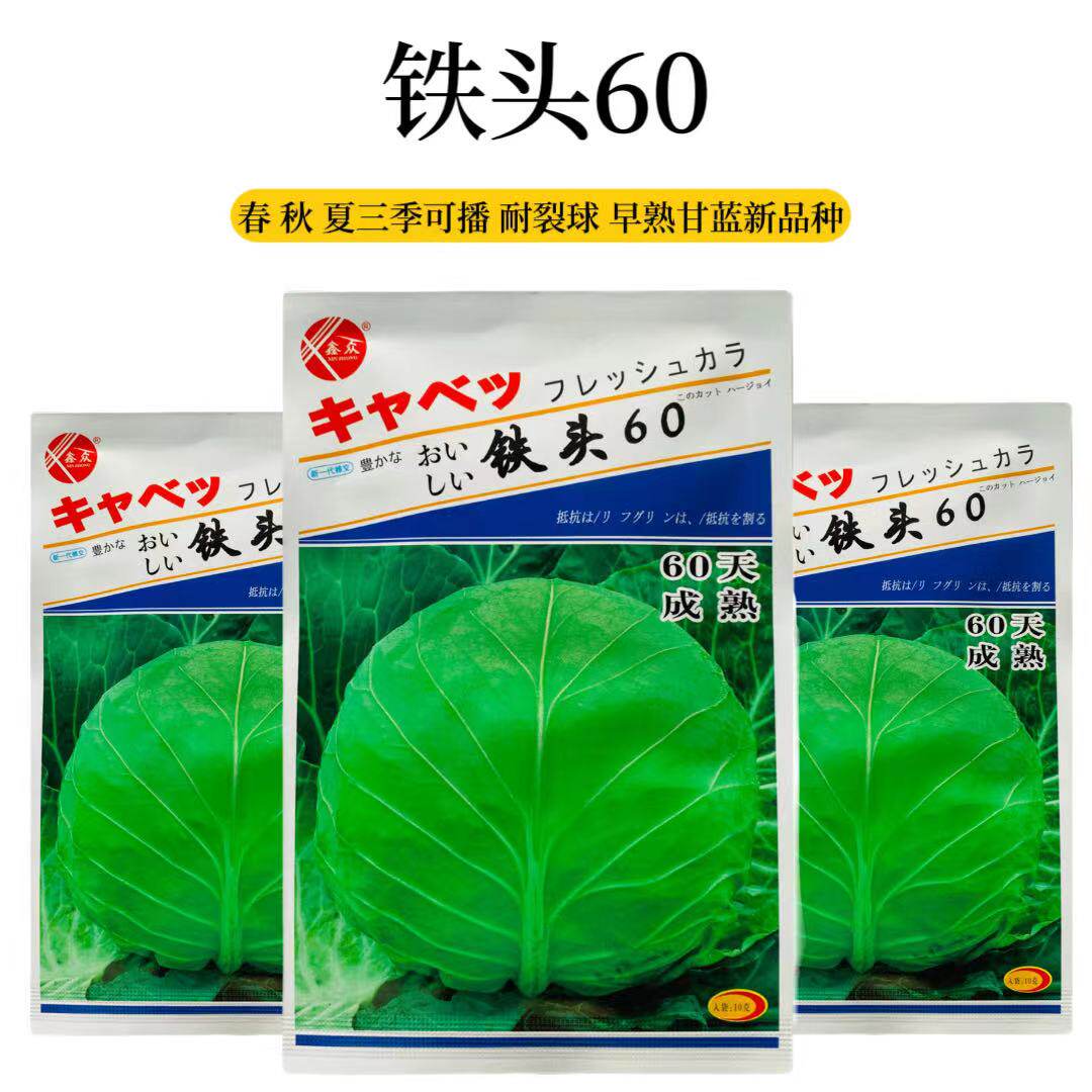 铁头60甘蓝种子早熟圆球包菜耐裂