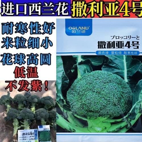 撒利亚4号西兰花种子 欧兰德耐寒进口蕾粒均匀绿花菜花春秋蔬菜籽