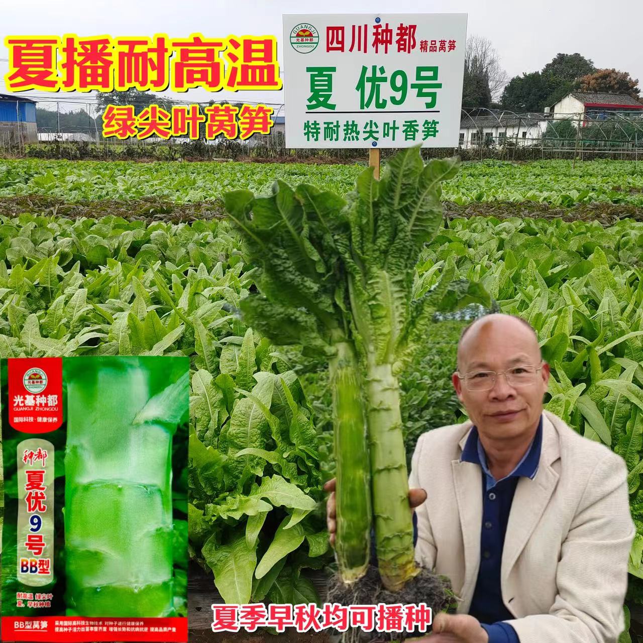 种都夏优9号莴笋种子耐高