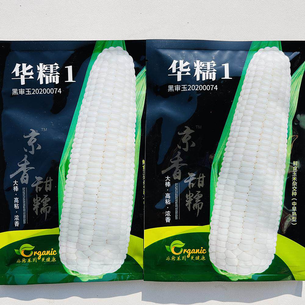 华糯1号白 糯玉米种籽抗病中早熟大棒鲜食粘玉米种子南北方春季播