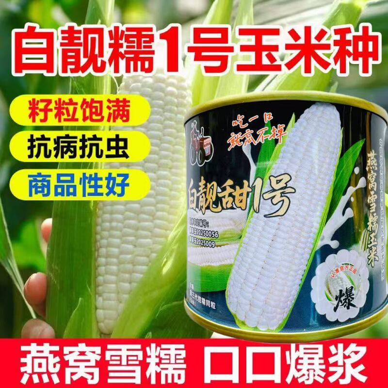 白靓甜1号 燕窝雪糯玉米种子 5甜5糯全新第三代甜糯玉米口感无渣