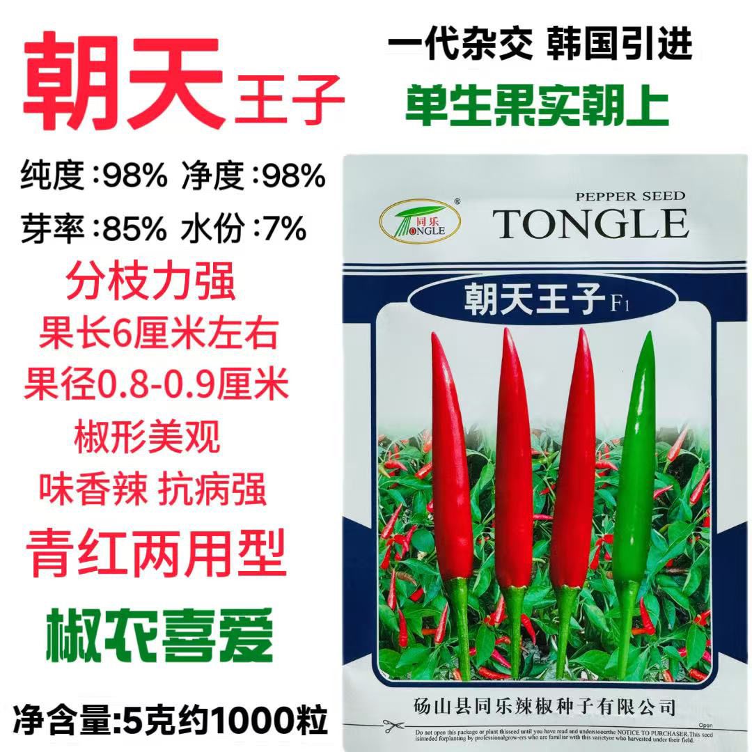 同乐朝天王子朝天椒种子 杂交一代早熟辣椒 抗病性强高产青红两用