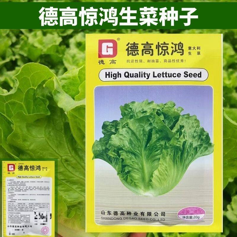 德高惊鸿生菜种子可生吃阳台盆栽夏季耐热生菜籽农家蔬菜种子
