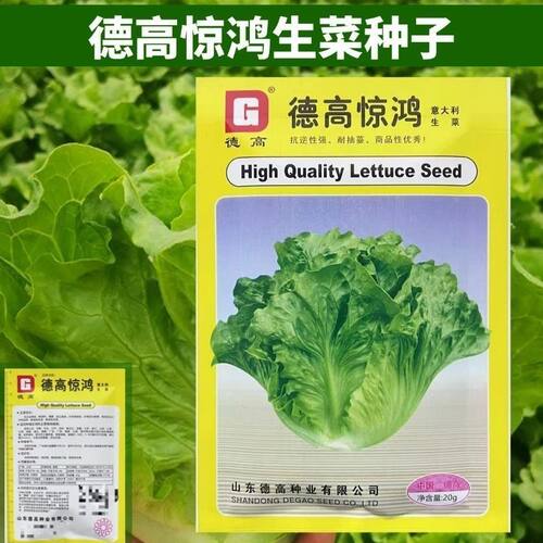 德高惊鸿生菜种子可生吃阳台盆栽夏季耐热生菜籽农家蔬菜种子