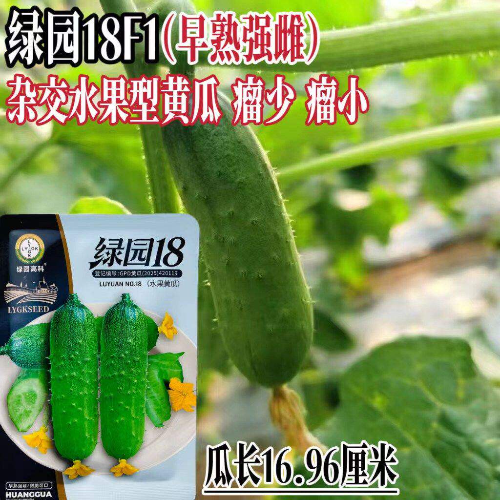 绿园18杂交水果黄瓜种子强雌性高品质水果蔬菜种子大面积