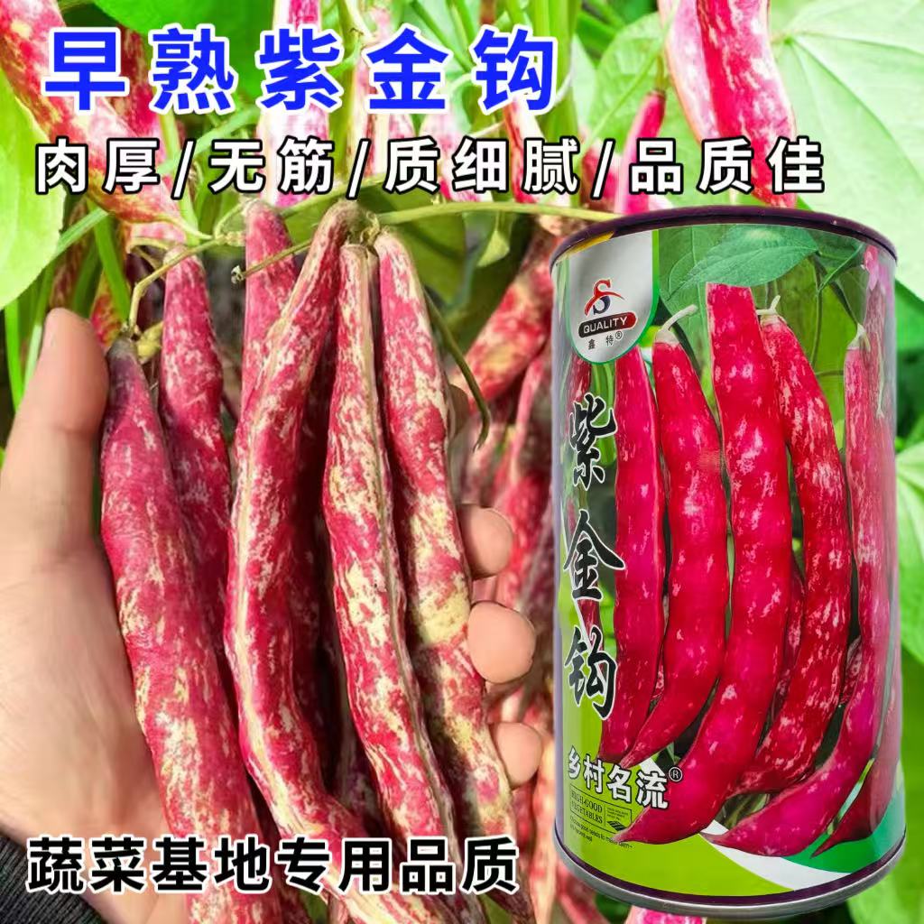 紫金钩豆角种子 东北农家金钩豆角籽鼓豆面早熟无筋无柴豆角种籽
