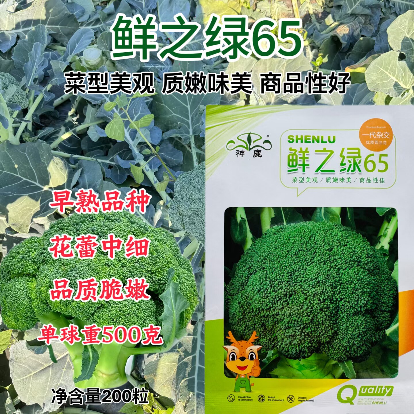 秀丽青花菜鲜之绿65杂交种子中熟耐热绿色蔬菜青松花椰菜种籽