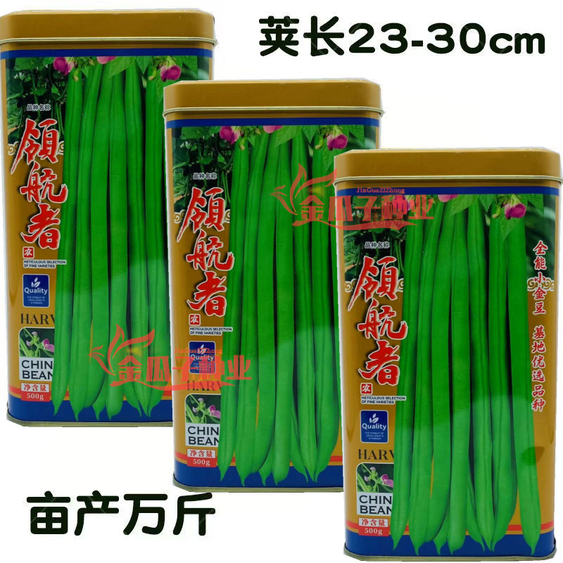 领航者全能小金豆种子 圆荚形绿架豆角种子 春秋农家耐热芸豆种孑