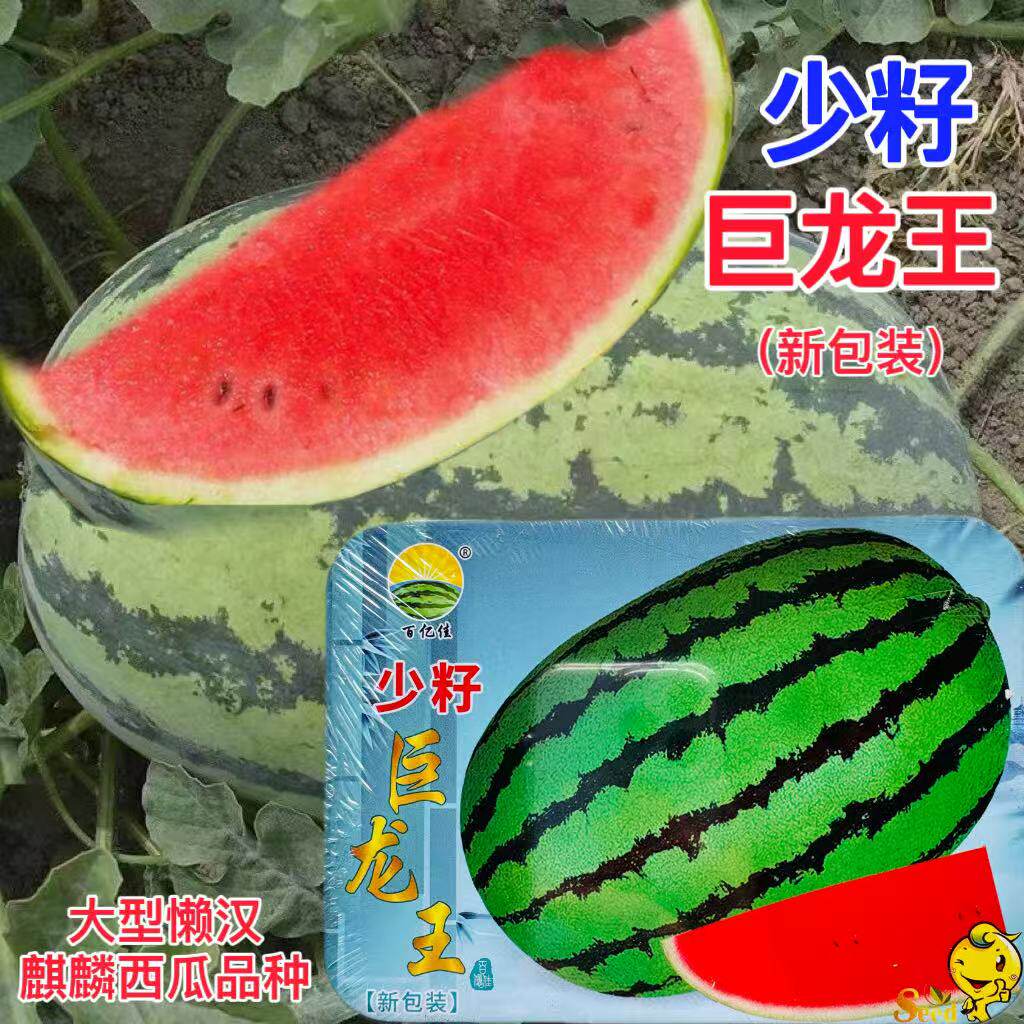 少籽巨龙王西瓜种籽花皮红壤西瓜种特大高产巨型西瓜种子春四季播