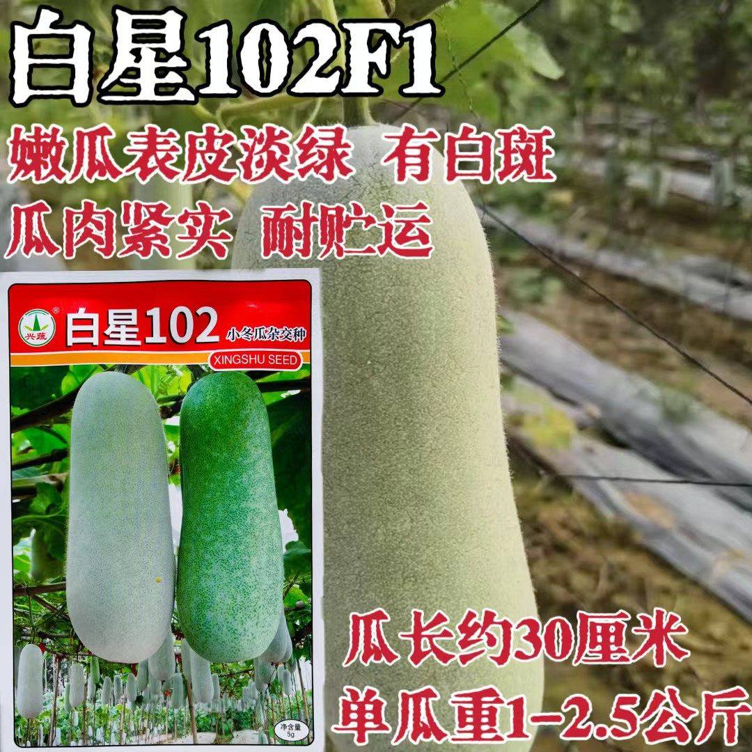 白星102杂交早熟小冬瓜种子果实小圆柱形嫩瓜表皮淡绿瓜肉紧实