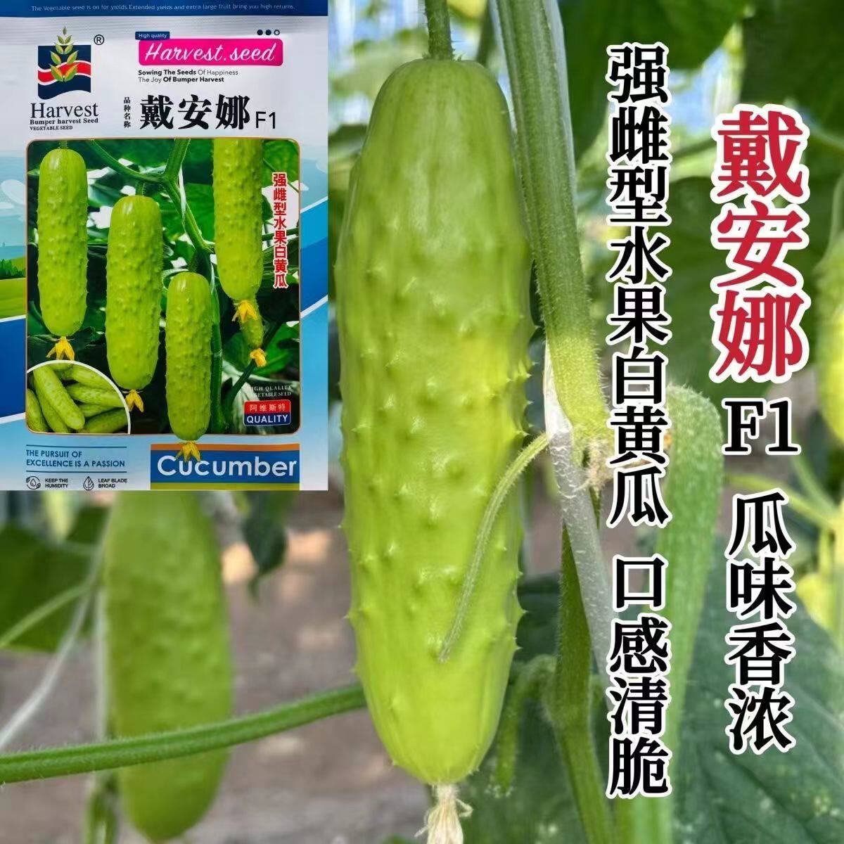 戴安娜黄瓜种子强雌型水果白黄瓜种子瓜香味浓清脆白色水果黄瓜种