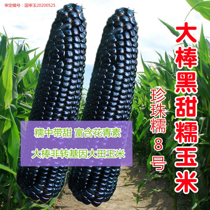 珍珠8号玉米种子国审东北甜糯