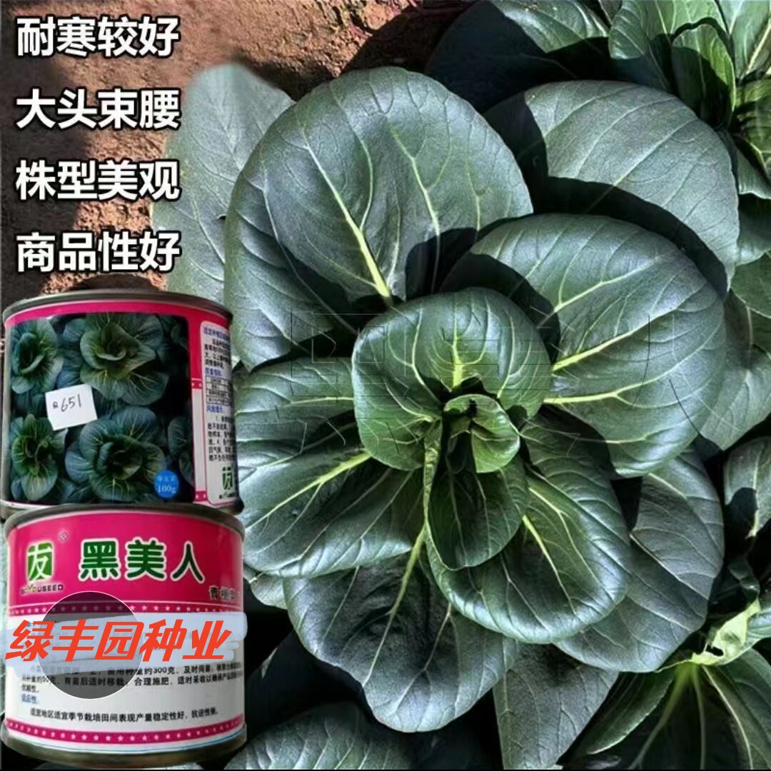 黑美人青梗菜种抗病高产大头束腰