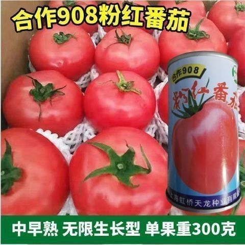 上海合作908粉红番茄种子虹桥天龙种业无限生长大果高产西红柿种