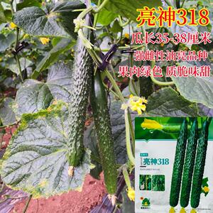 亮神318黄瓜种籽春秋季高产强雌性瓜把短绿皮绿肉质脆味甜油亮型