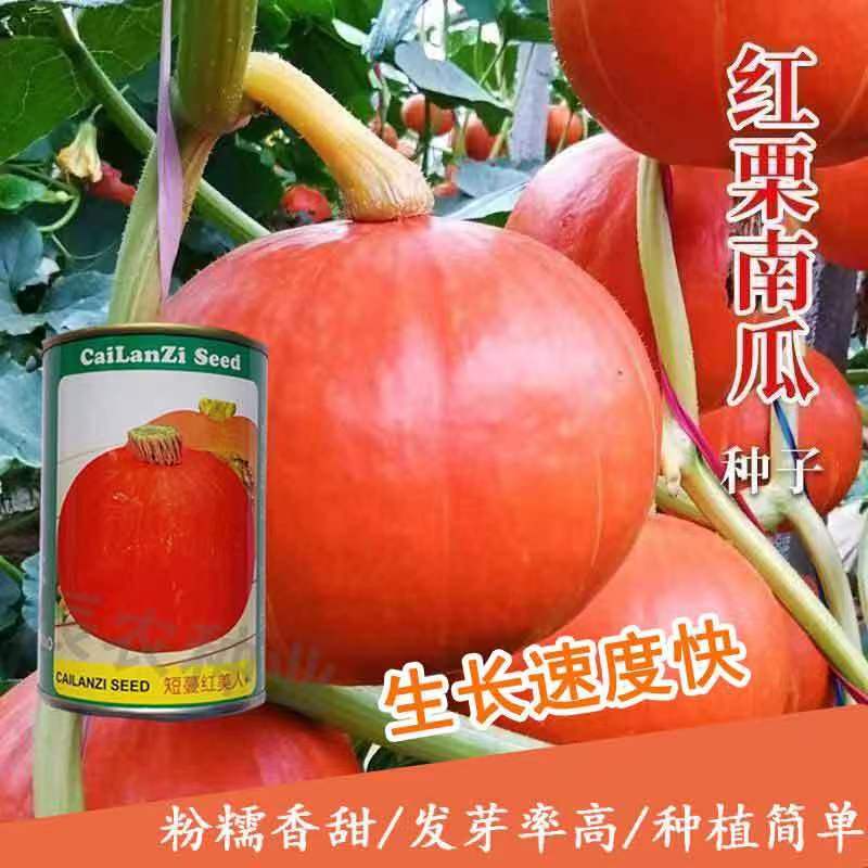 短蔓红美人红板栗南瓜甘面糯香