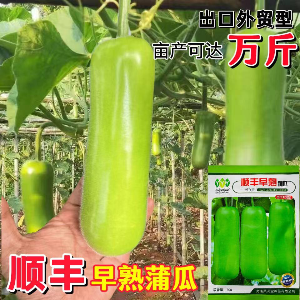 顺丰早熟蒲瓜种子短瓠瓜种籽甜瓠子菜葫芦短棒农家阳台四季蔬菜种