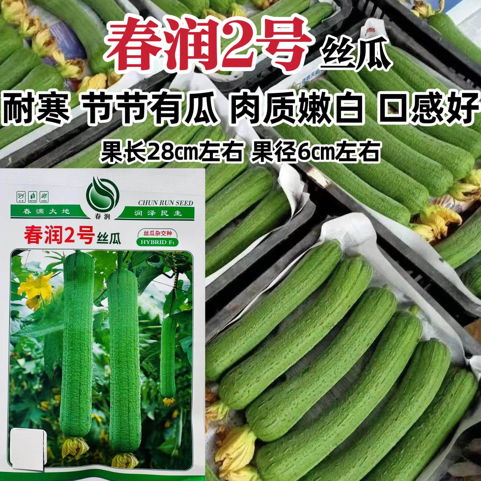 春润2号丝瓜种子节节有瓜