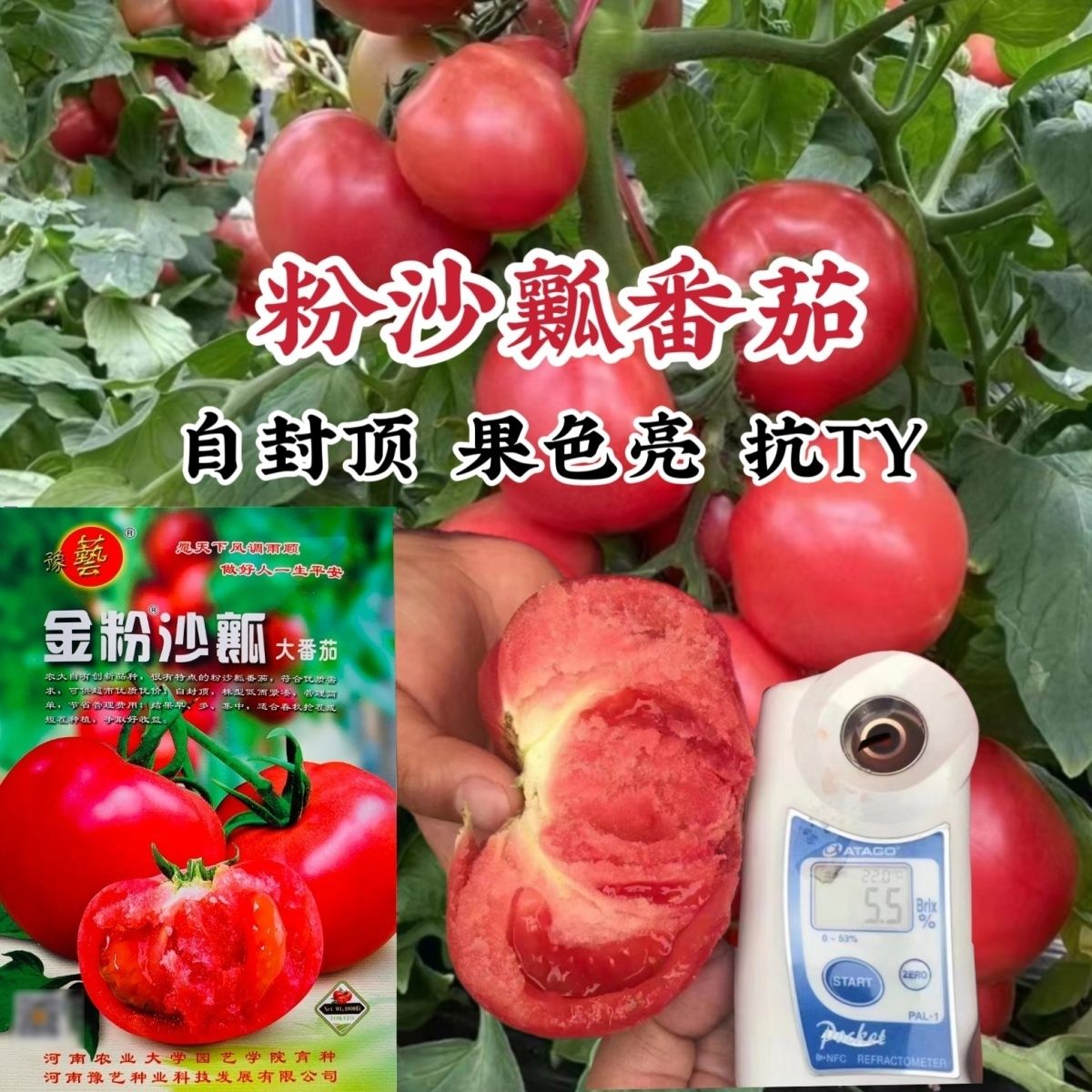 蔬菜瓜果番茄种子金粉沙