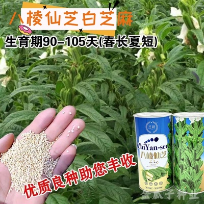 八棱仙芝芝麻种子单杆型含油亮高正宗原装抗病性强抗旱耐涝大田用