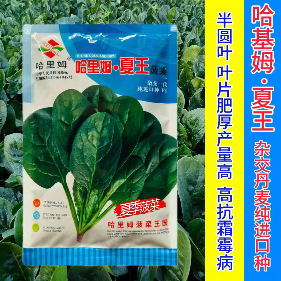 哈里姆夏王菠菜种子高产