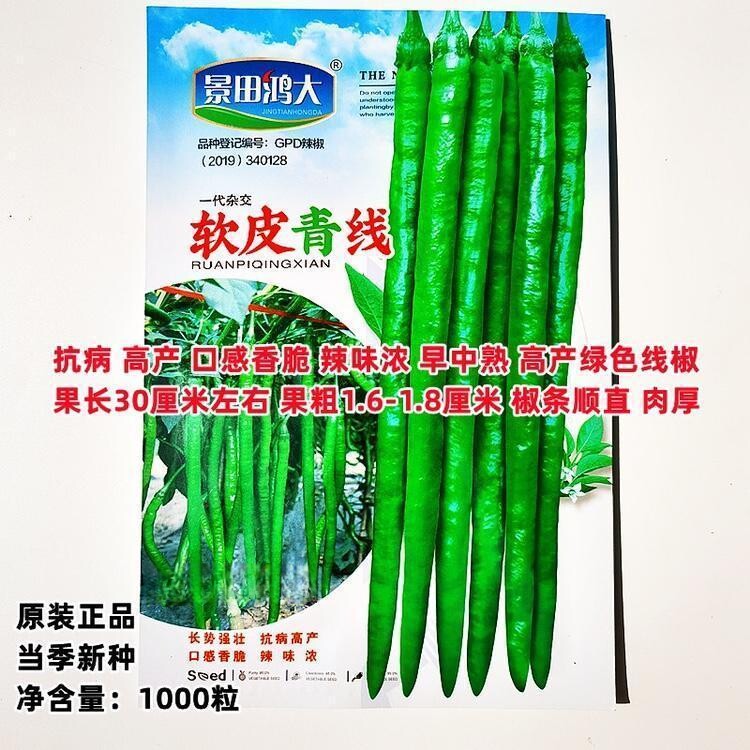 软皮青线辣椒种子 早中熟薄皮长线椒种籽35厘米顺直厚肉辣椒蔬菜