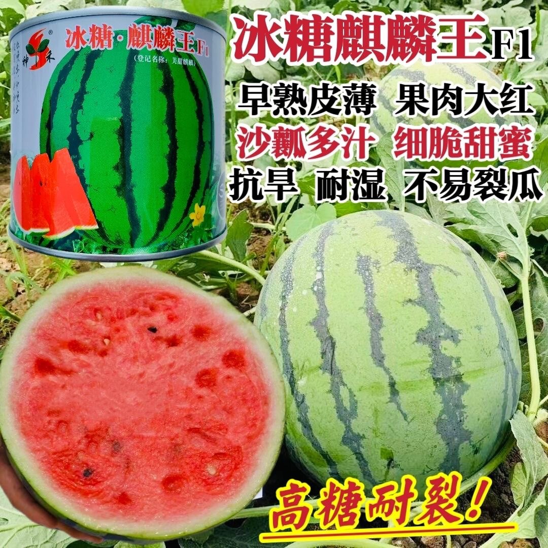 冰糖麒麟王西瓜种子超甜特大早熟高产耐裂果抗旱大果麒麟西瓜种籽