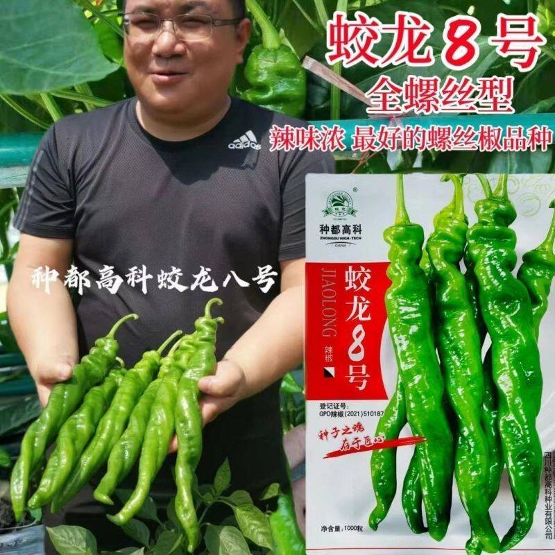 蛟龙8号辣椒种子薄皮特辣爽脆螺丝椒蔬菜种子四川种都长辣椒春秋