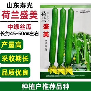 山东寿光荷兰盛美丝瓜种子特长中绿丝瓜种籽高产早熟采收期长春季