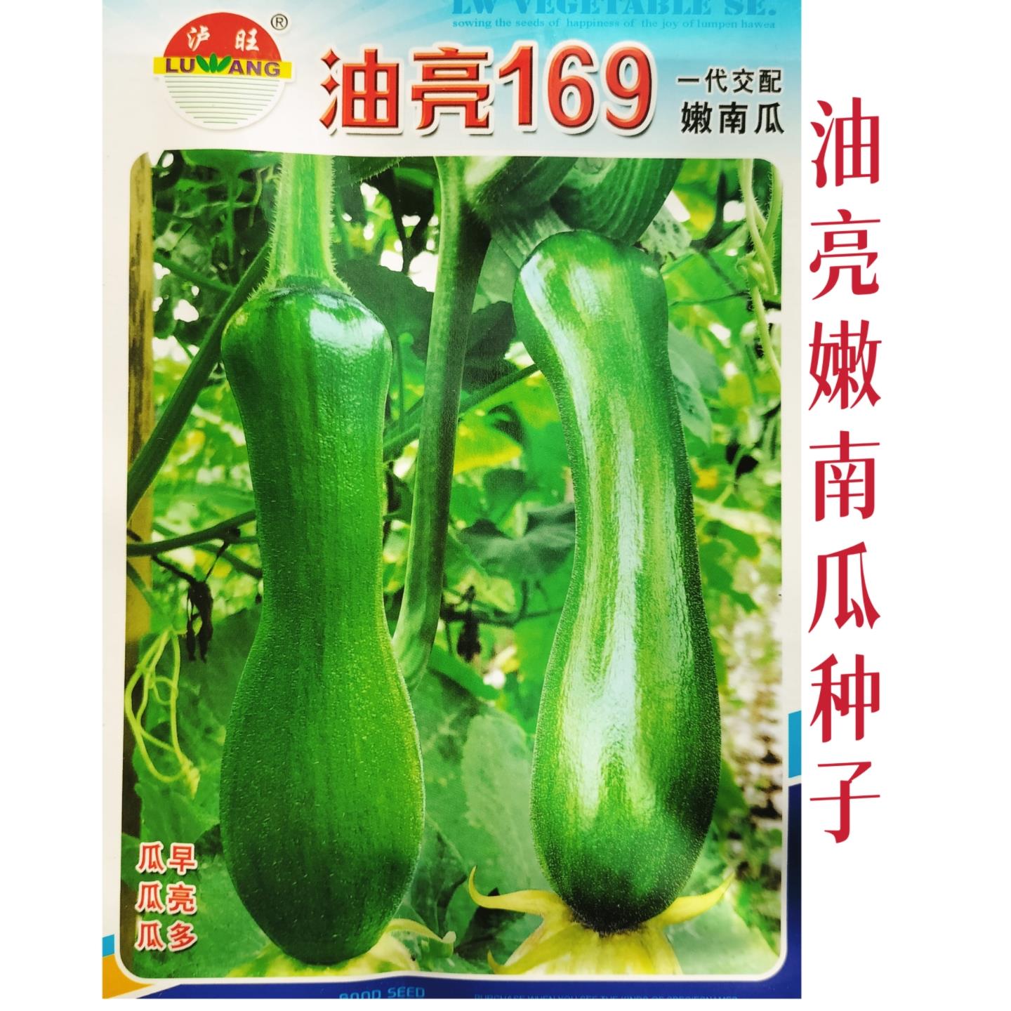 油亮169南瓜种子早熟春播嫩南瓜种籽成熟老瓜甜面丰产蔬菜种孑籽