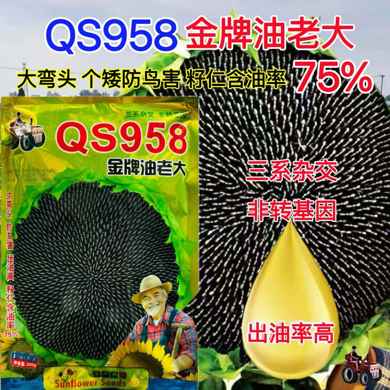QS958金牌油老大油葵种子食用高产榨油向日葵种籽蔬菜种子