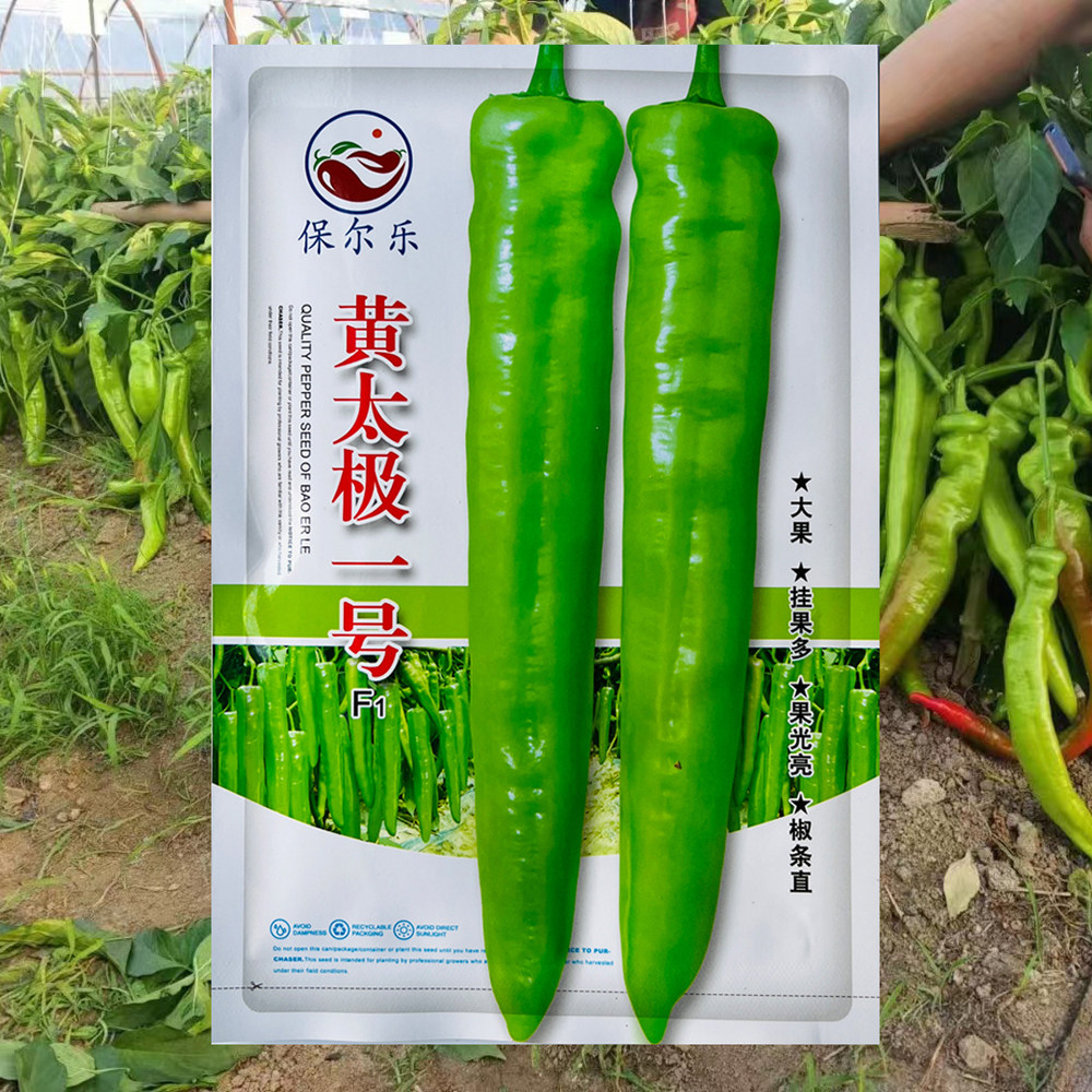 黄太极一号早熟杂交黄皮大辣椒种子大果特长羊角椒 大田基地专用