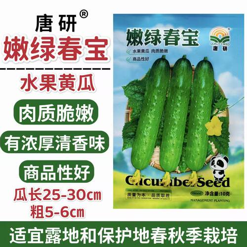 嫩绿春宝水果黄瓜种子肉质脆嫩旱黄瓜耐高温春秋四季蔬菜水果种子