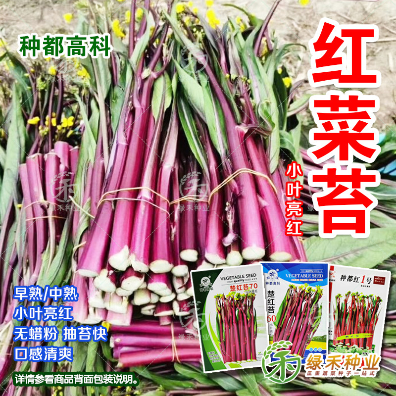 【红菜苔种子】种都高科