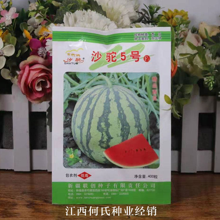 美都西瓜种子沙驼5号改良8424春季四季水果种子特大果超甜耐储运