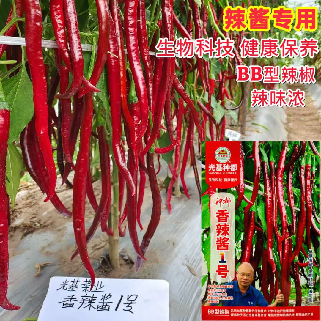 种都香辣酱1号线椒种子早