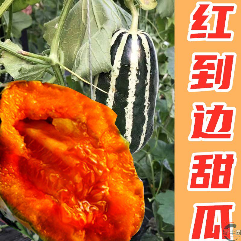 红到边甜瓜种子花皮超甜羊角蜜四季特大绿宝石白玉菇香瓜水果种籽